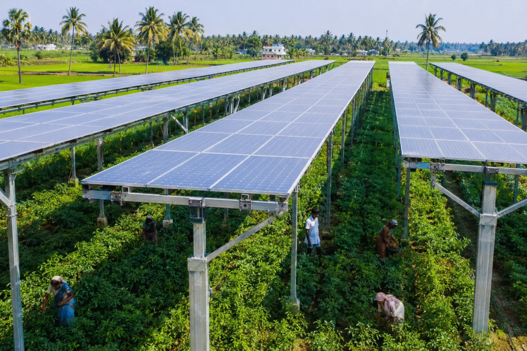 elevated solar panels installed above active crop cultivation